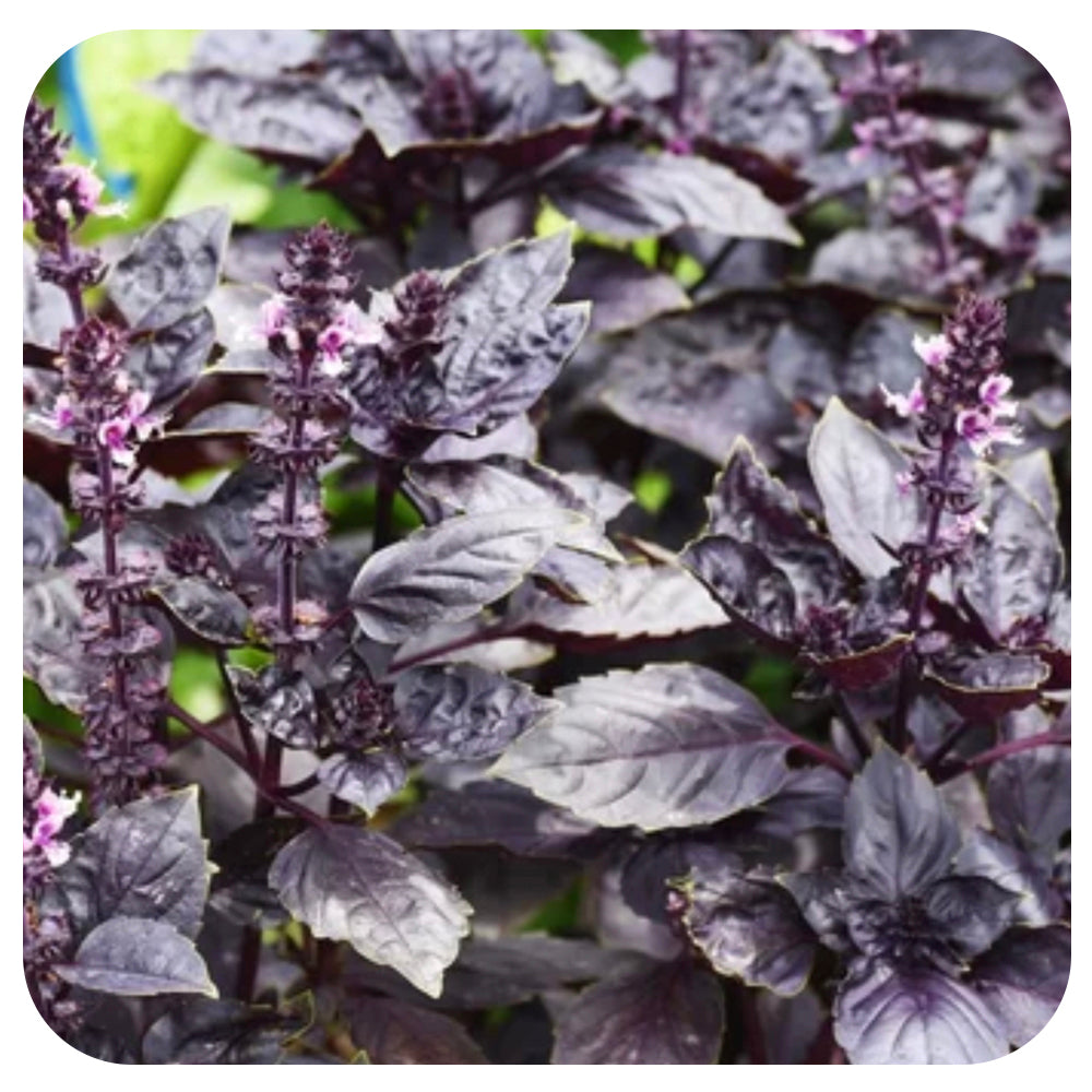 Opal Basil (Organic)