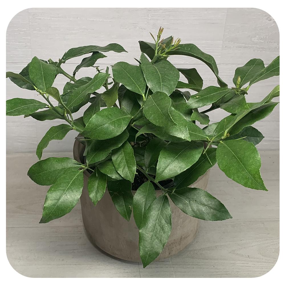 Orange Valencia Bush