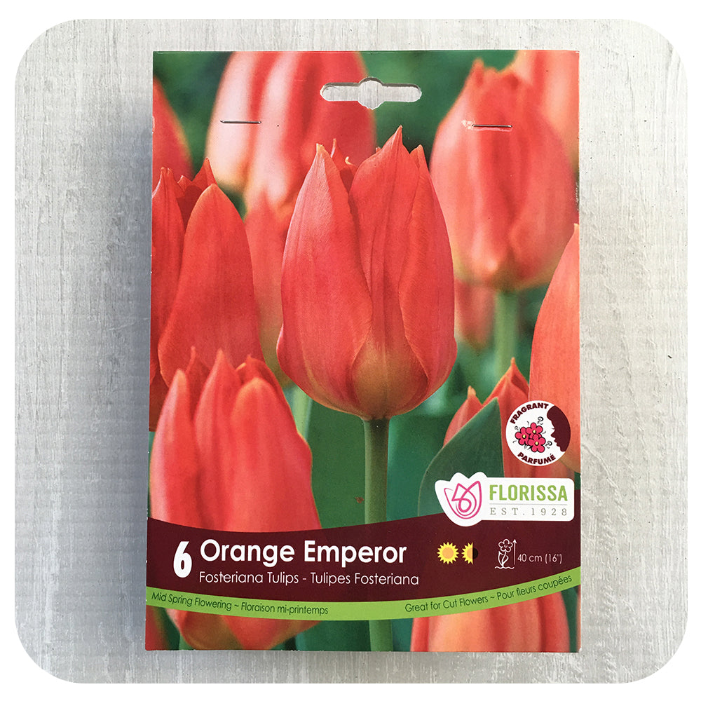 Tulip 'Orange Emperor'