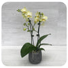 Orchid - Soft Yellow (Phalaenopsis)