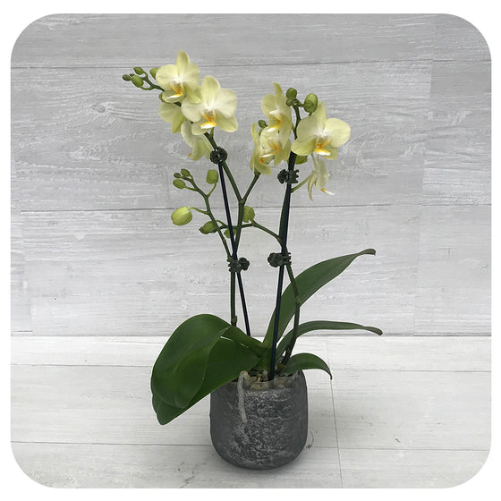 Orchid - Soft Yellow (Phalaenopsis)