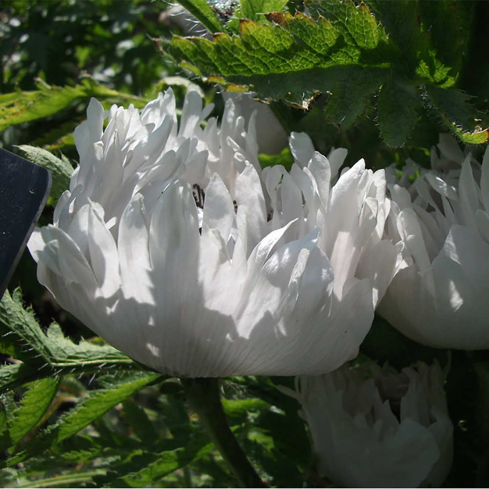 Oriental Poppy ‘white ruffles’ (Papaver orientale)