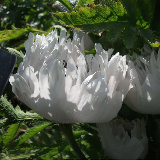 Oriental Poppy ‘white ruffles’ (Papaver orientale)
