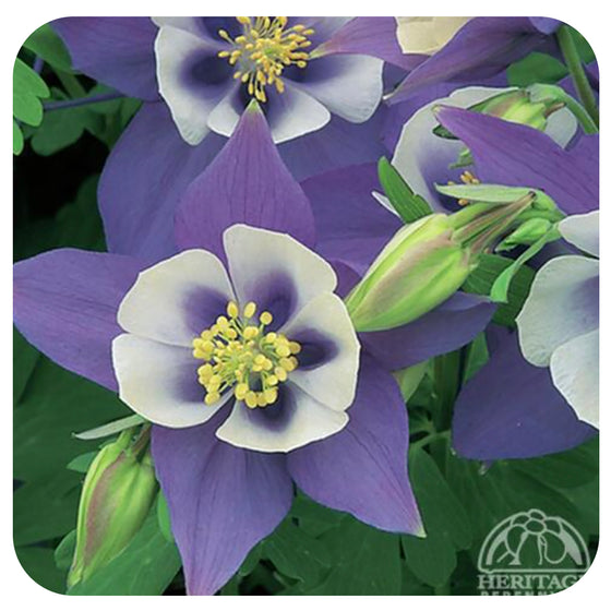 Columbine Origami 'Blue and White’ (Aquilegia caerulea)