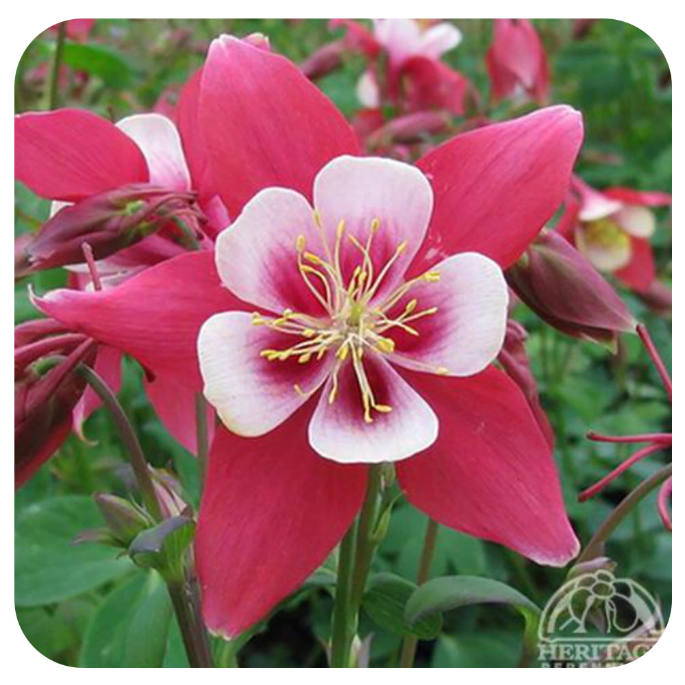 Columbine Origami 'Red and White’ (Aquilegia caerulea)