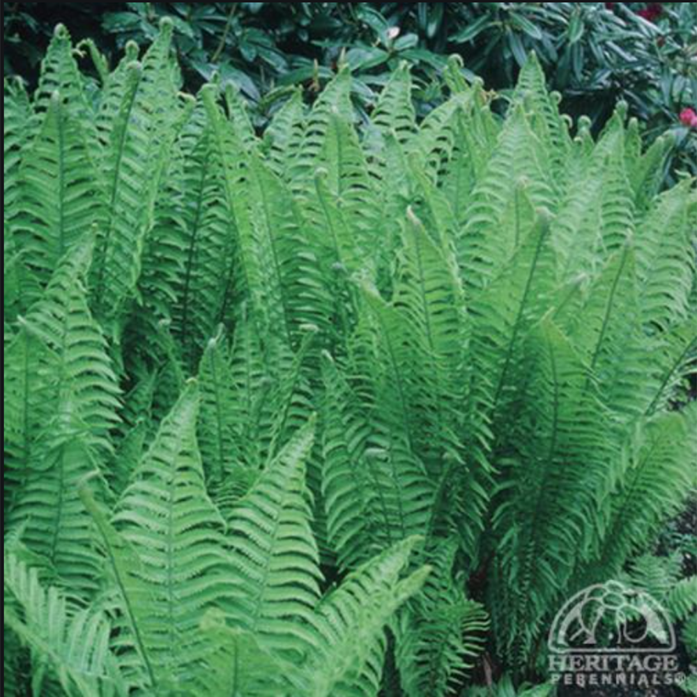 Ostrich Fern (Matteuccia struthiopteris) NATIVE PERENNIAL