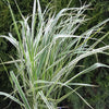 Feather Reed Grass ‘Overdam’ (Calamagrostis × acutiflora ‘Overdam’)