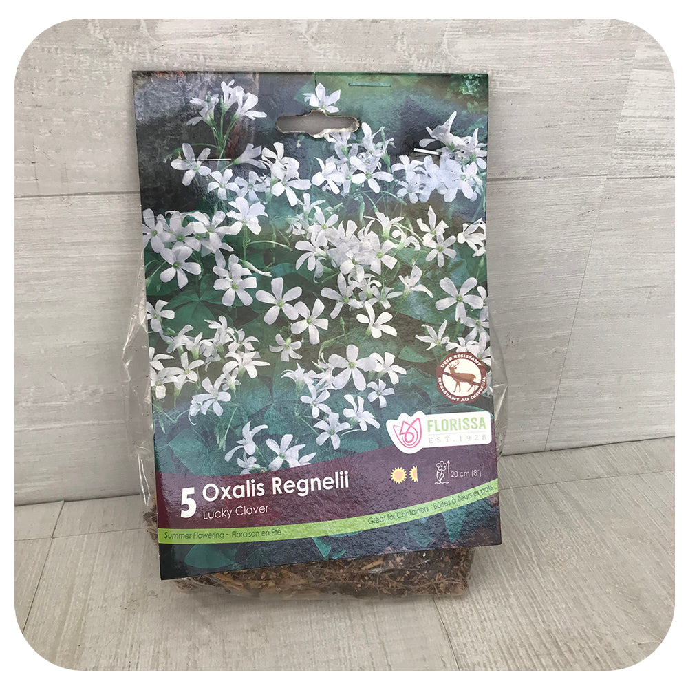Oxalis Regnellii