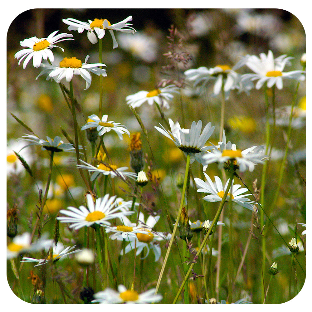 Oxeye Daisy NATIVE PERENNIAL