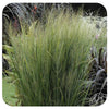 Switch Grass ‘Northwind’ (Panicum virgatum)