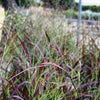 Red Switch Grass ‘Shenandoah’ (Panicum virgatum)