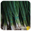 Scallion Onion 'Parade' Seeds