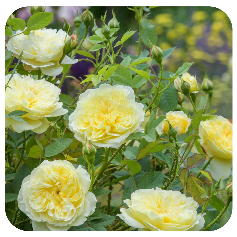 The Country Parson Rose by David Austin