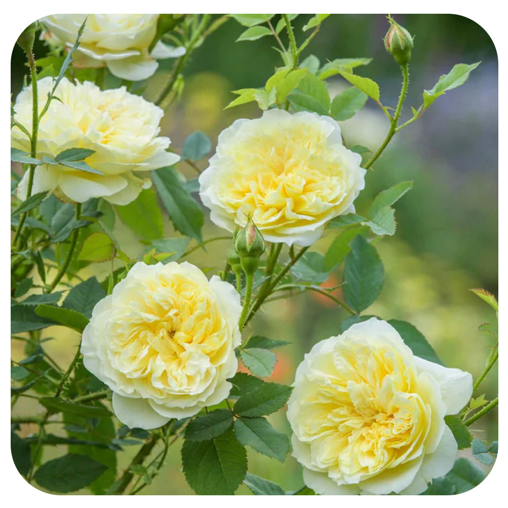 The Country Parson Rose by David Austin