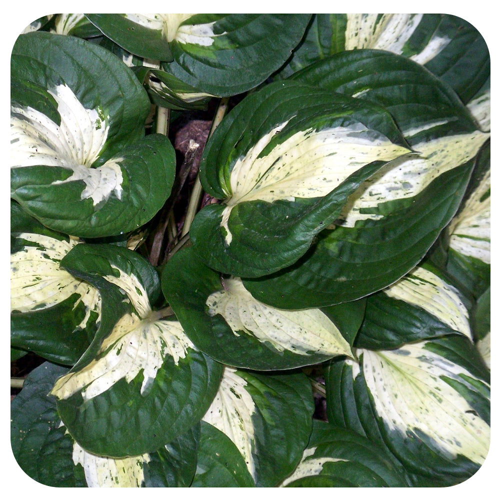 Hosta Pathfinder