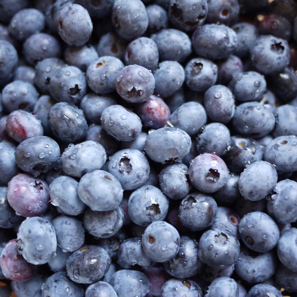 Blueberry Bluecrop