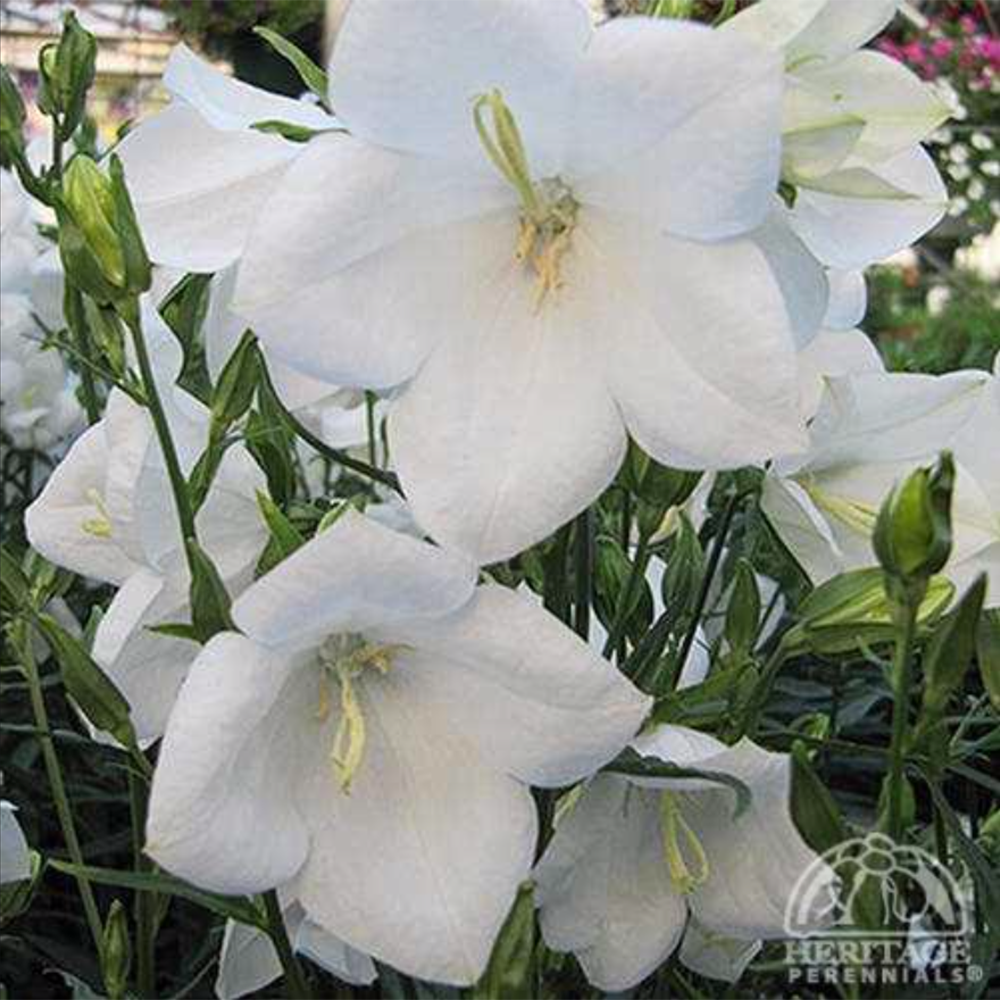 Peachleaf Bellflower ‘Takion White’ (Campanula persicifolia)