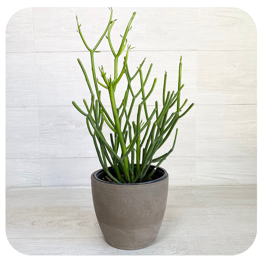 Pencil Cactus (euphorbia)