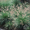 Hameln Fountain Grass (Pennisetum alopecuroides 'Hameln')