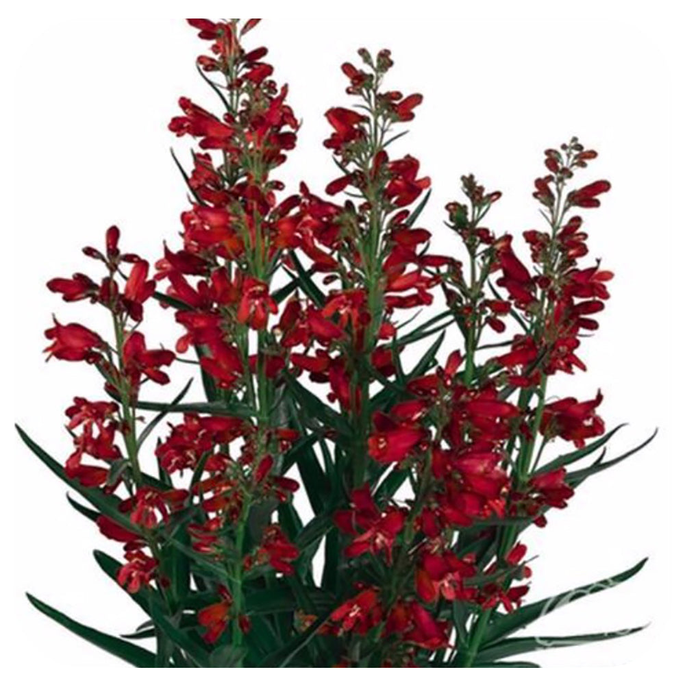 Penstemon Barbatus "Pristine Scarlet" Beard-Tongue