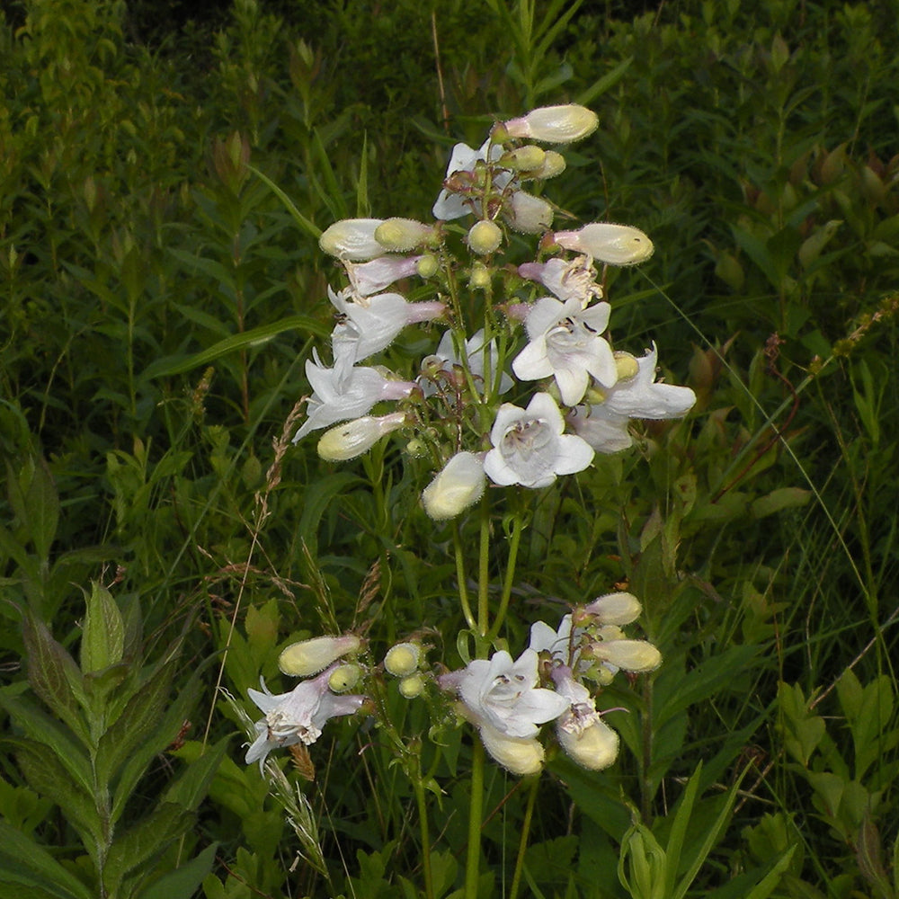 Foxglove Beardtongue (Penstemon digitalis) NATIVE PERENNIAL