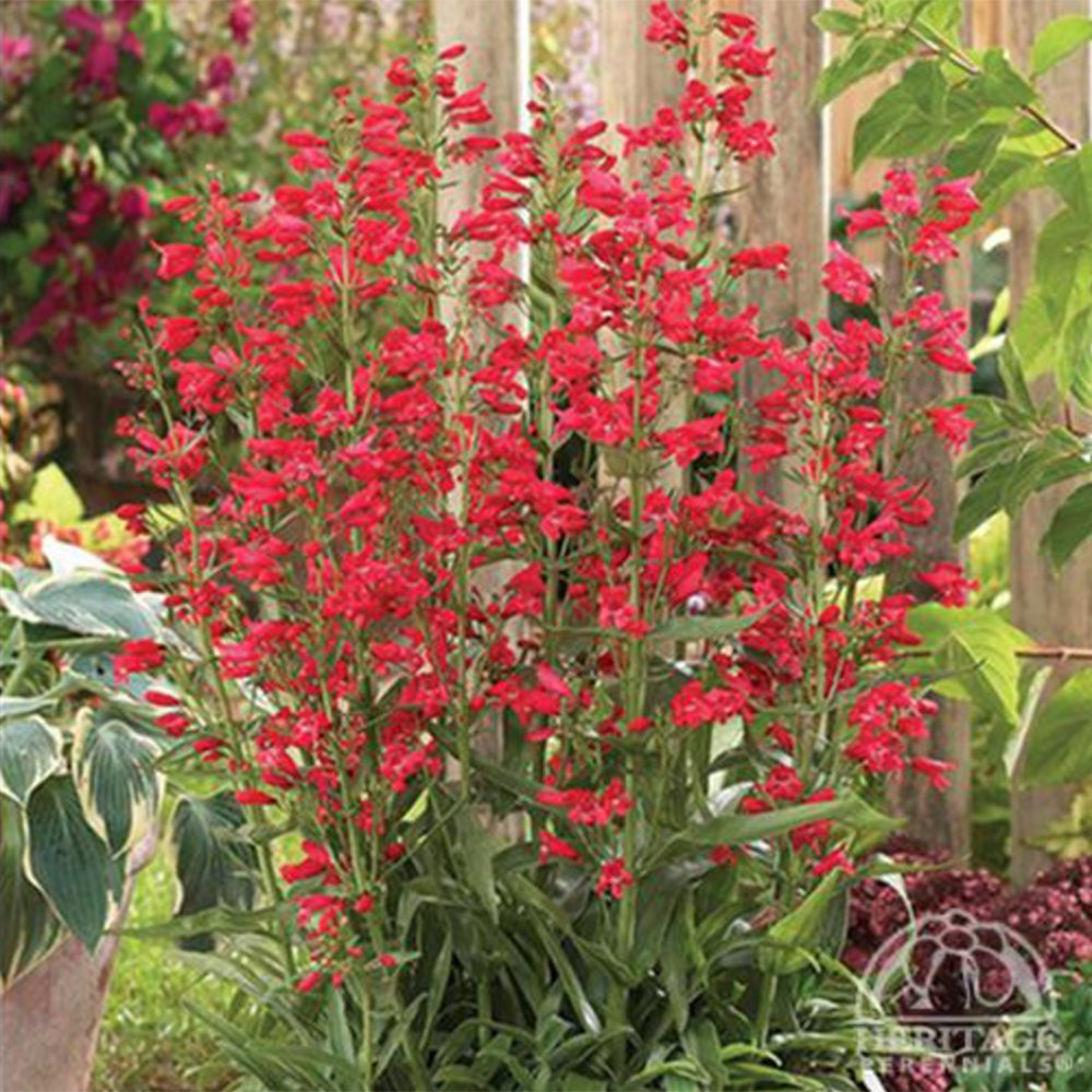 Penstemon Schmidel "Red Riding Hood" (Beard-Tongue Red Riding Hood)