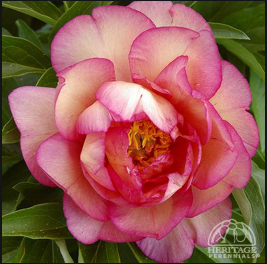 Peony ‘Haleigh's Hallelujah’ (Itoh Hybrid Peony)