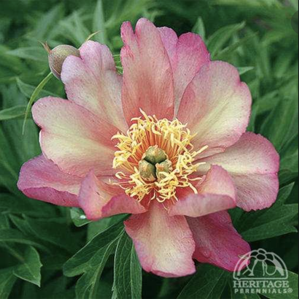 Itoh Peony ‘Julia Rose’