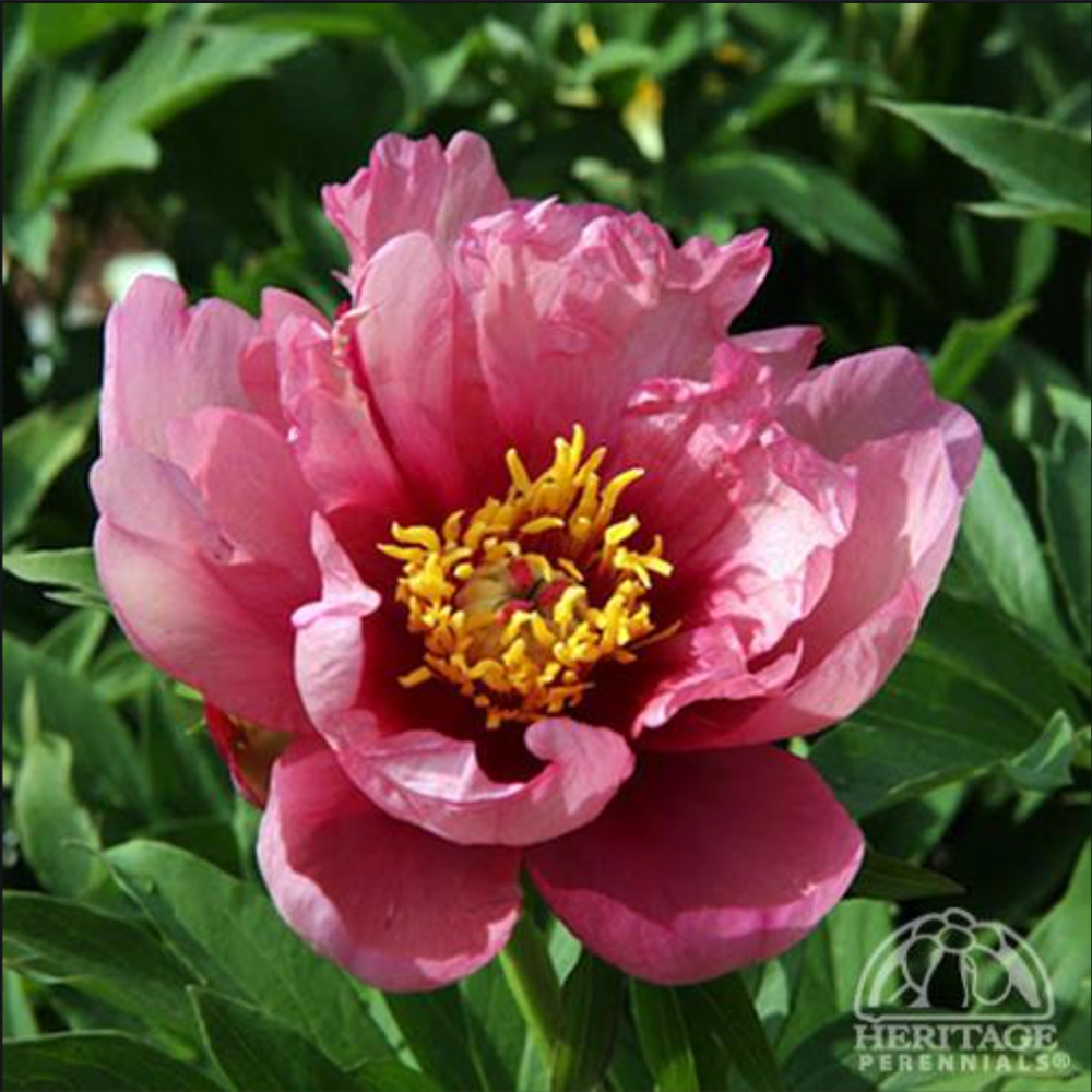 Peony ‘Yankee Doodle Dandy’