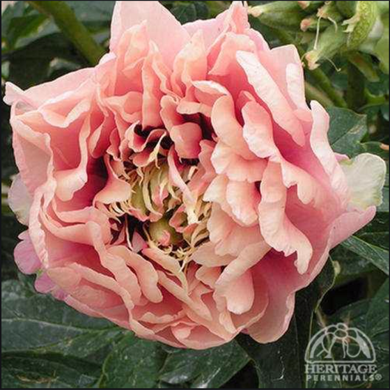 Peony ‘Caroline Constable’ (Itoh Hybrid Peony)