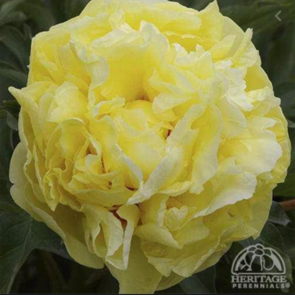 Paeonia ‘Duchesse de Lorraine’ (Itoh Hybrid Peony)