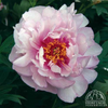 Peony ‘First Arrival’ (Itoh Hybrid Peony)