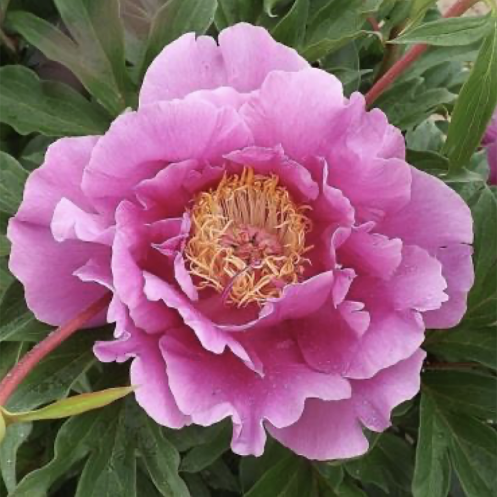 Itoh Peony ’Gordon E. Simonson’