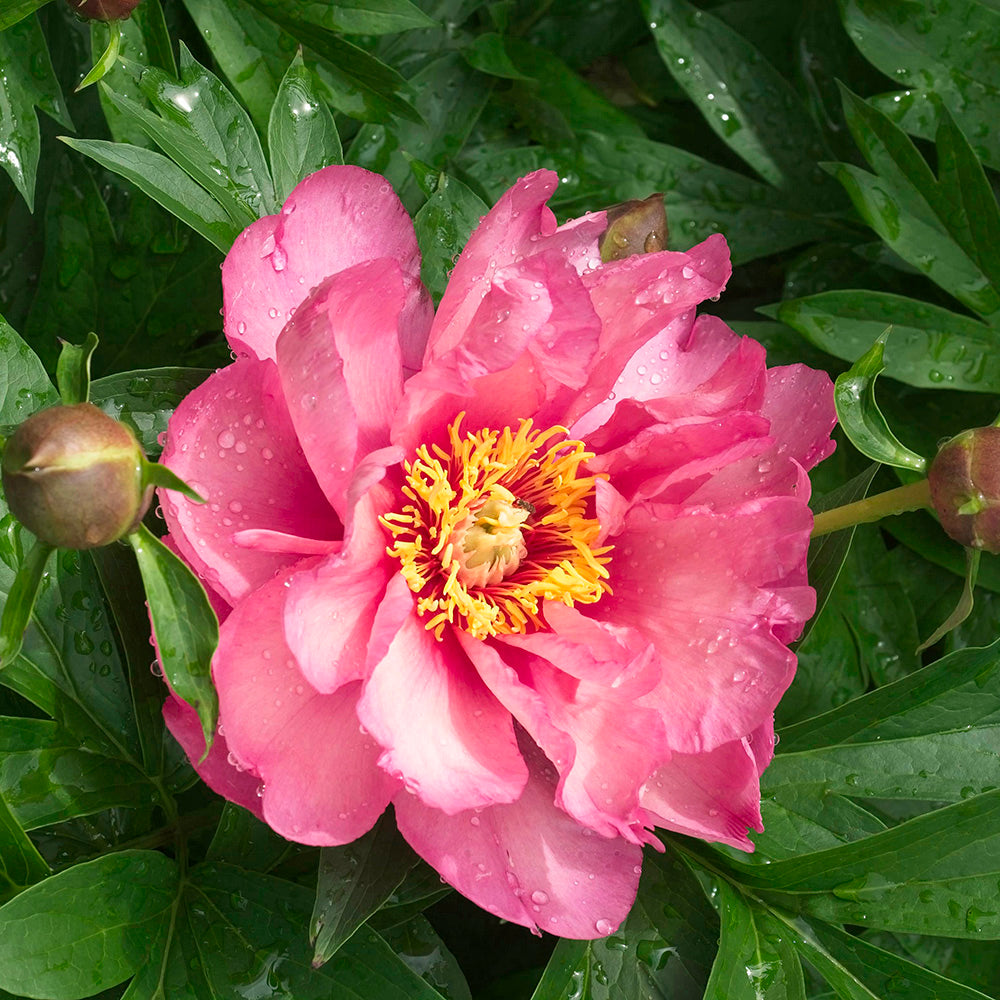 Peony 'Morning Lilac' (Itoh Hybrid Peony) - Davenport Garden Centre