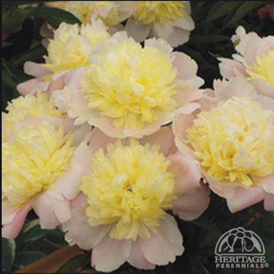 Peony ‘Primevere’ (Paeonia lactiflora)