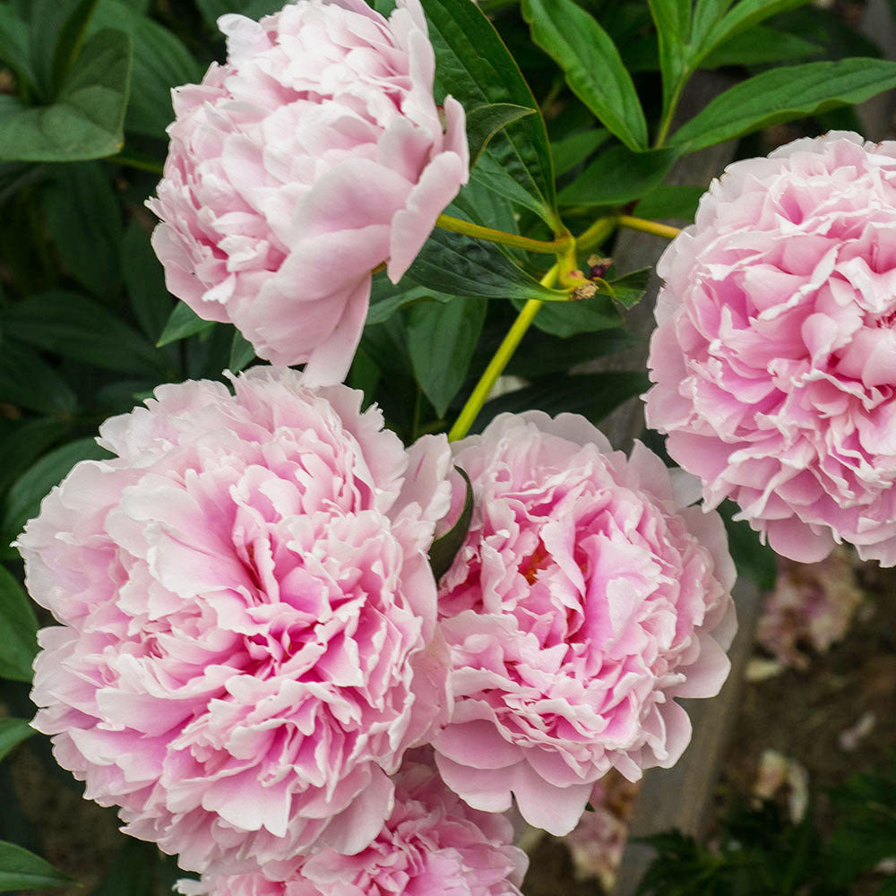 Peony ‘Sarah Bernhardt’