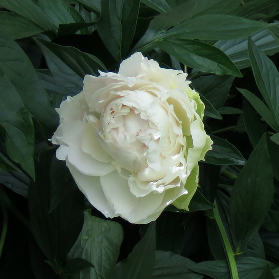 Peony ‘Solange’ (Paeonia lactiflora)