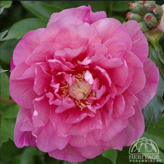 Peony ‘Strawberry Creme Brulee’ (Itoh Hybrid Peony)