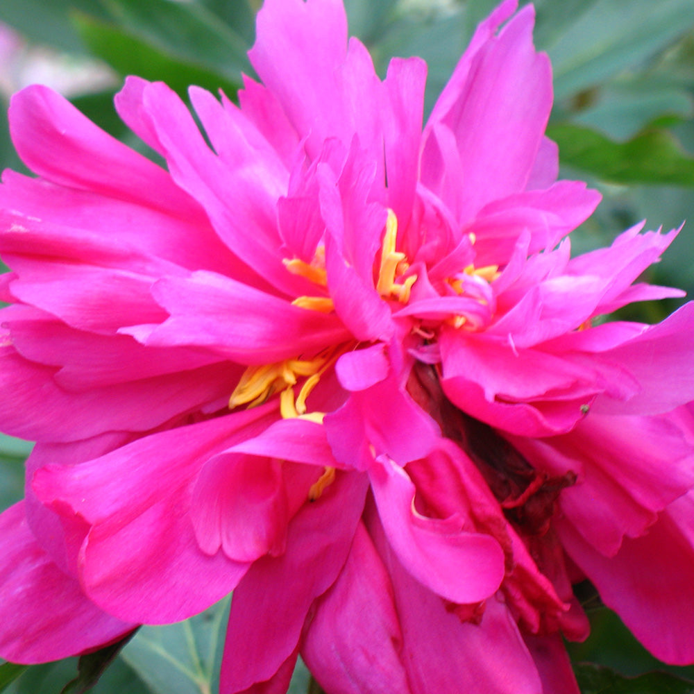 Peony lactiflora ‘Victoire de la Marne’