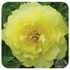 Itoh Peony ‘Yellow Doodle Dandy’