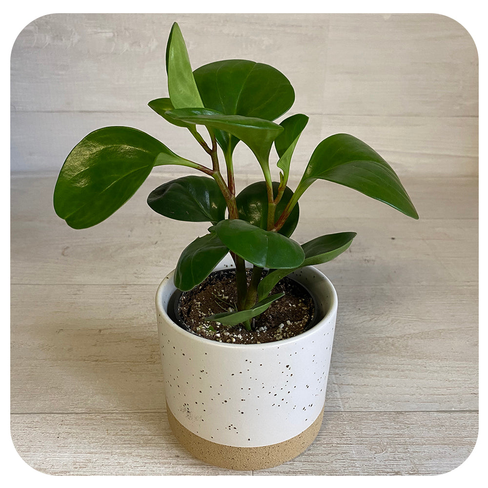 Peperomia obtusifolia - Green