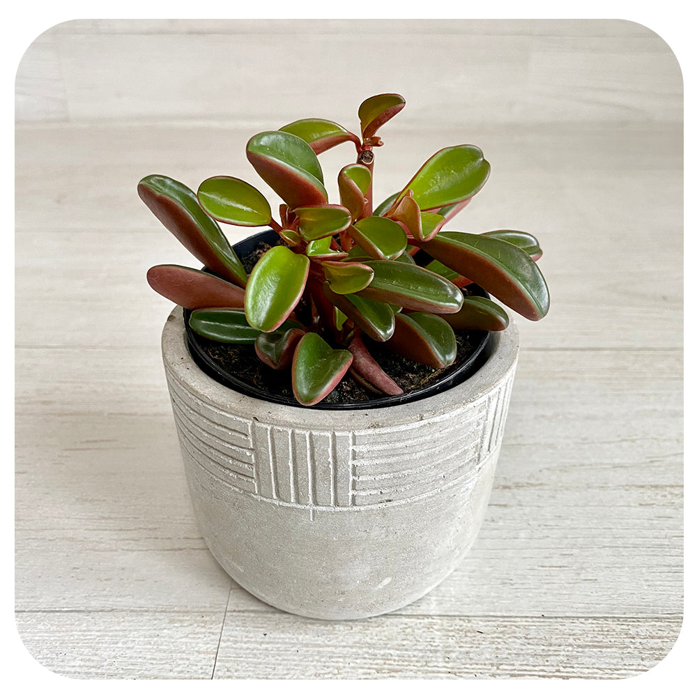 Peperomia graveolens