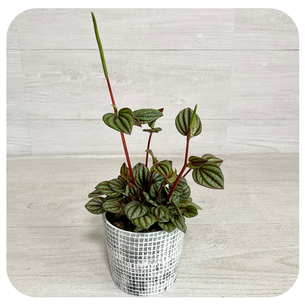 Peperomia Piccolo Banda