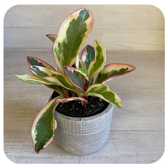 Peperomia Tricolour