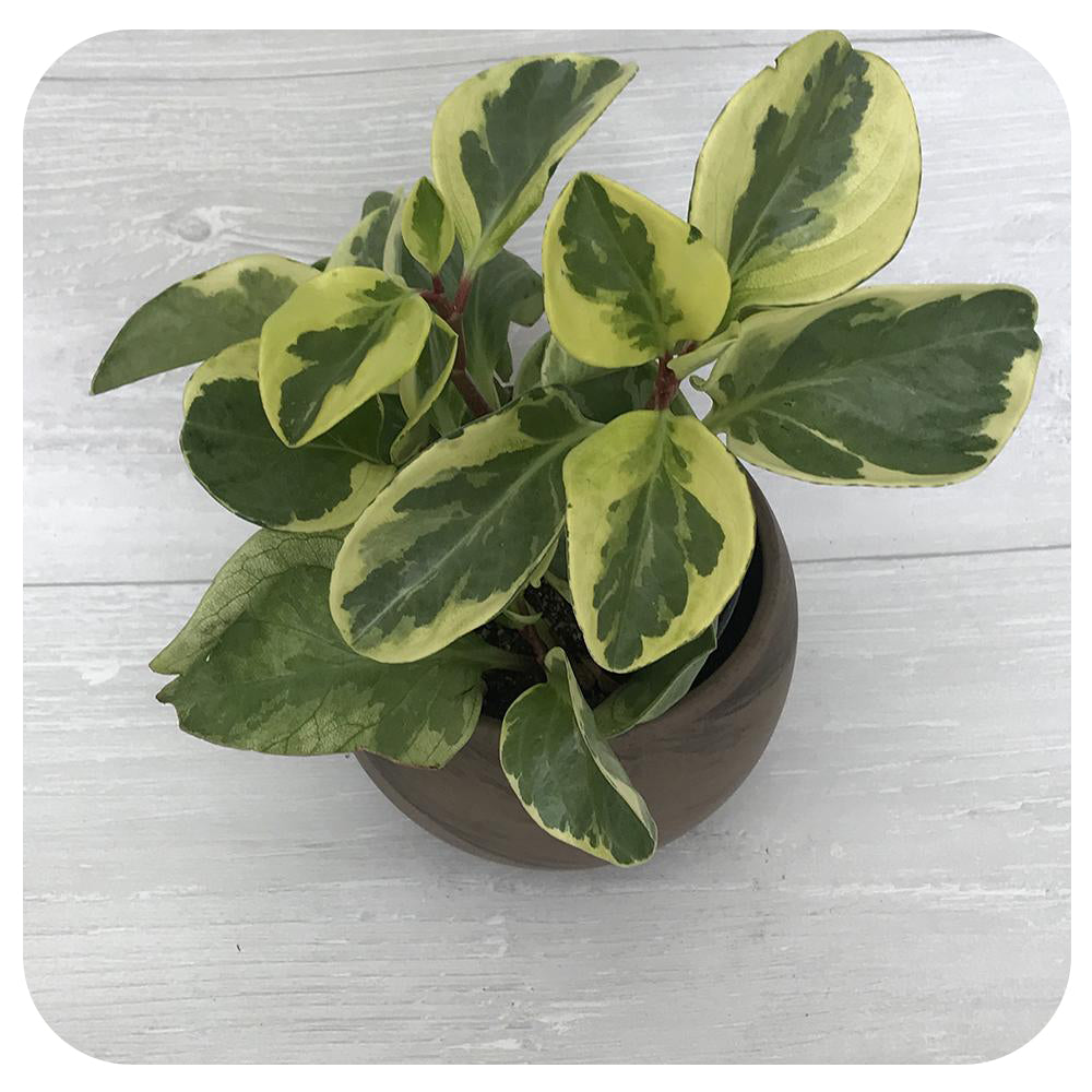 Peperomia obtusifolia - White Variegated