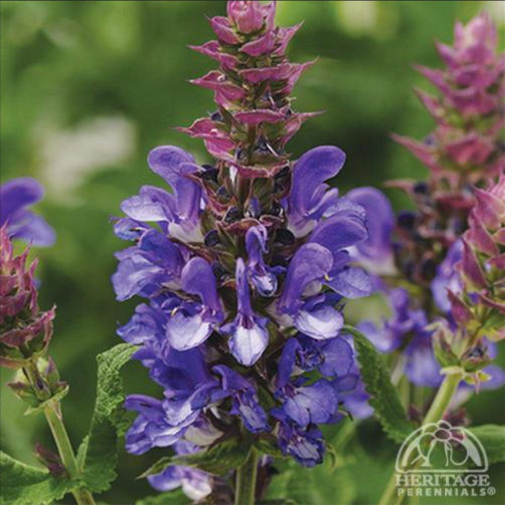 Perennial Sage (Salvia nemorosa Blue Marvel)