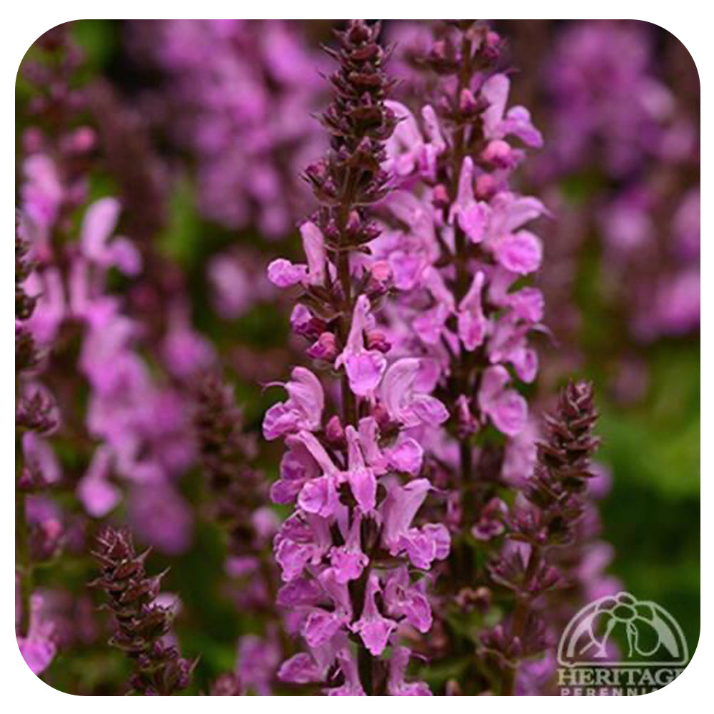 Salvia 'Rose Marvel' (Salvia nemorosa)