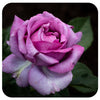 Perfume Factory Rose Tree 36" by Weeks Roses
