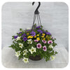 Hanging Basket Petunia 1