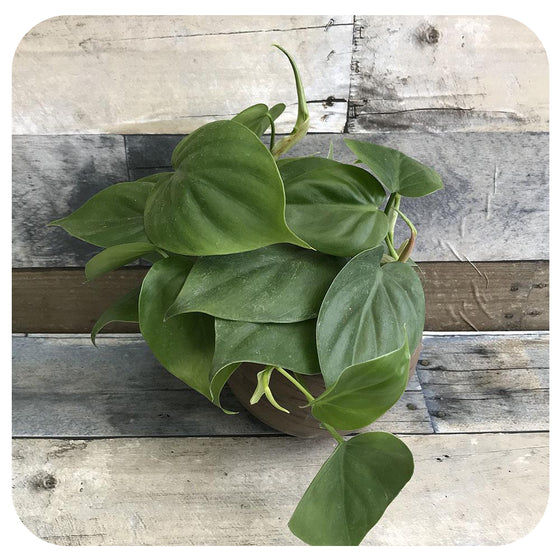 Philodendron Cordatum (Sweetheart Vine or Heart Leaf Philodendron)